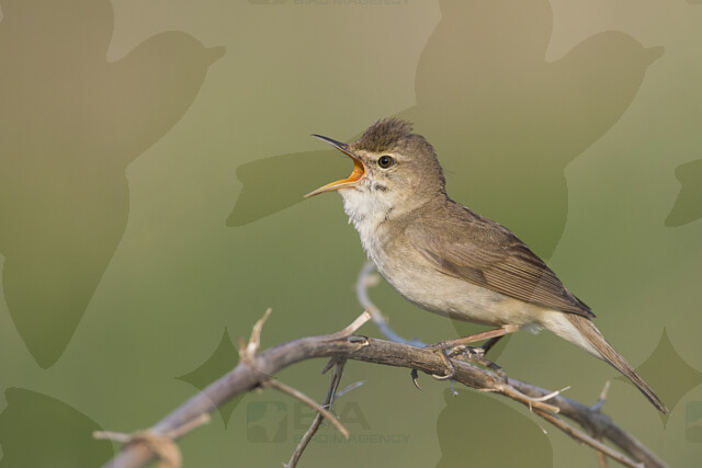 Blyth's Reed Warbler - BIA birdimagency