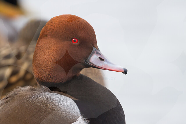 Hybrid: Common Pochard x Red-crested Pochard - BIA birdimagency