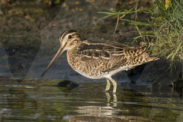 Swinhoe's Snipe - BIA birdimagency